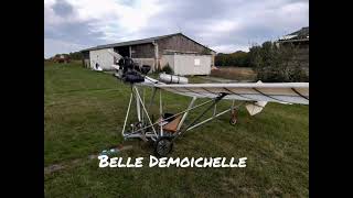 : Belle Demoichelle