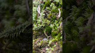 Little mossy chameleon showing perfect camouflage skills 🤯 (Brookesia vadoni)