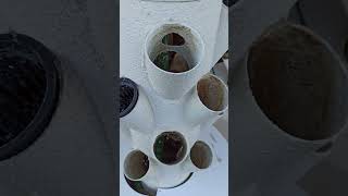 Riprendo A Coltivare In Idroponica Dopo 6 Mesi Di Pausa