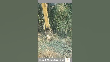 The Process Of Uprooting Trees With A  Crane