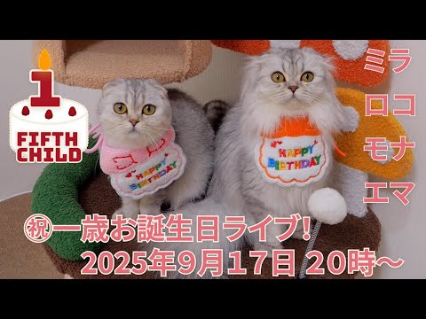 Lulu the Cat がライブ配信中!