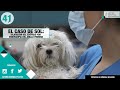CAPÍTULO 41: Dilatación del esófago por Endoscopia del anillo fibroso