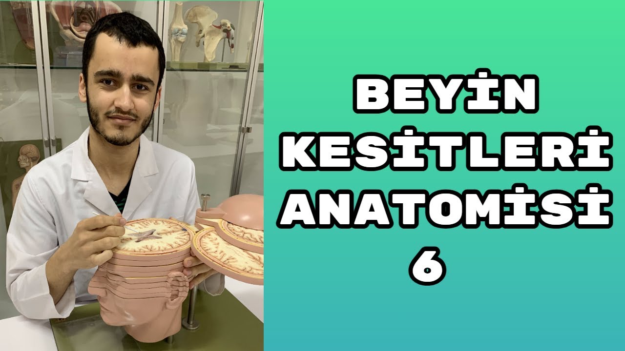 Beyin Kesitleri Anatomisi 6