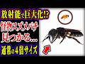【ゆっくり解説】既に数名が死亡!?...放射能で巨大化したスズメバチ...通常の4倍サイズ...調査の結果、ヤバい事実判明【巨大生物】