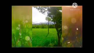 Nature view|| WhatsApp status||new ringtone tiktok|| peaceful ringtone 2020 screenshot 4