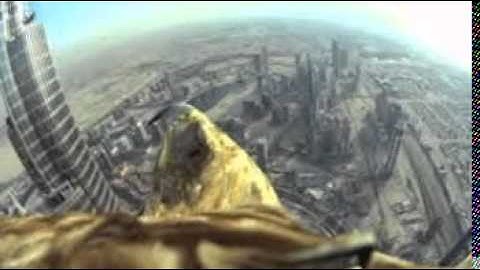 Dubai World Record Eagle Flight