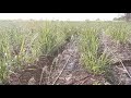 Laser drip for sugar cane crop new inventions