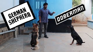 Doberman Vs German Shepherd || Obedience Training ||