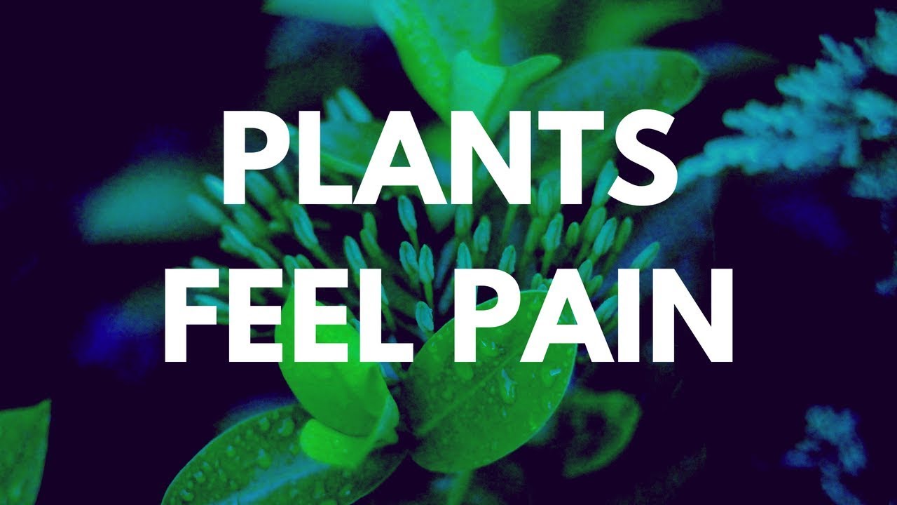 Plants Feel Pain YouTube