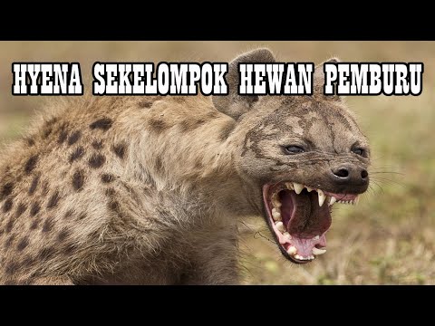 Video: Apa nama sekelompok hyena?