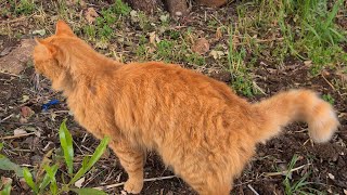 חתול ג'ינג'י מיילל בגן A Ginger cat is meowing lightly in a garden by Anat Cohen 3,128 views 2 months ago 28 seconds