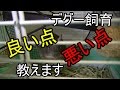 デグー飼育の良い所と悪い所についてお話しします