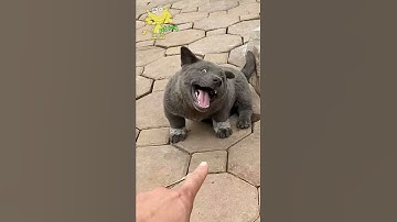 nguyễn Văn Dúi- Chú Chó cà khịa -pet funny