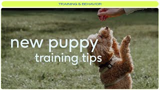 10 tips for training your new puppy
