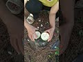 Make candles from orange peels and pine resin
