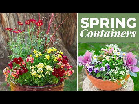 🌷 Pretty Container