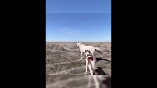 В ПАМЯТЬ ГЕОРГИЮ ПОБЕДОНОСЦУ