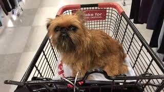Brussels Griffon goes shopping
