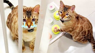 Eight recently in weight loss  see small orange cats big mouth cat food  almost greedy cry! [Xiao f