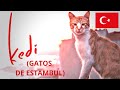 Kedi, los gatos de Estambul