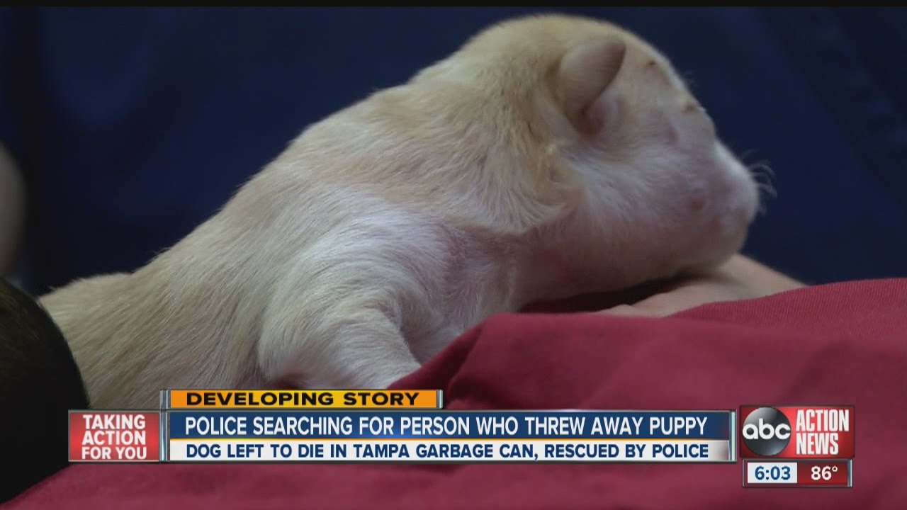 Tampa Police looking for person who threw away days-old puppy - YouTube