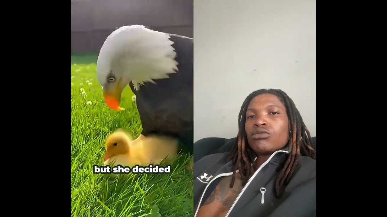 I swapped her broken egg…🦅🥚 