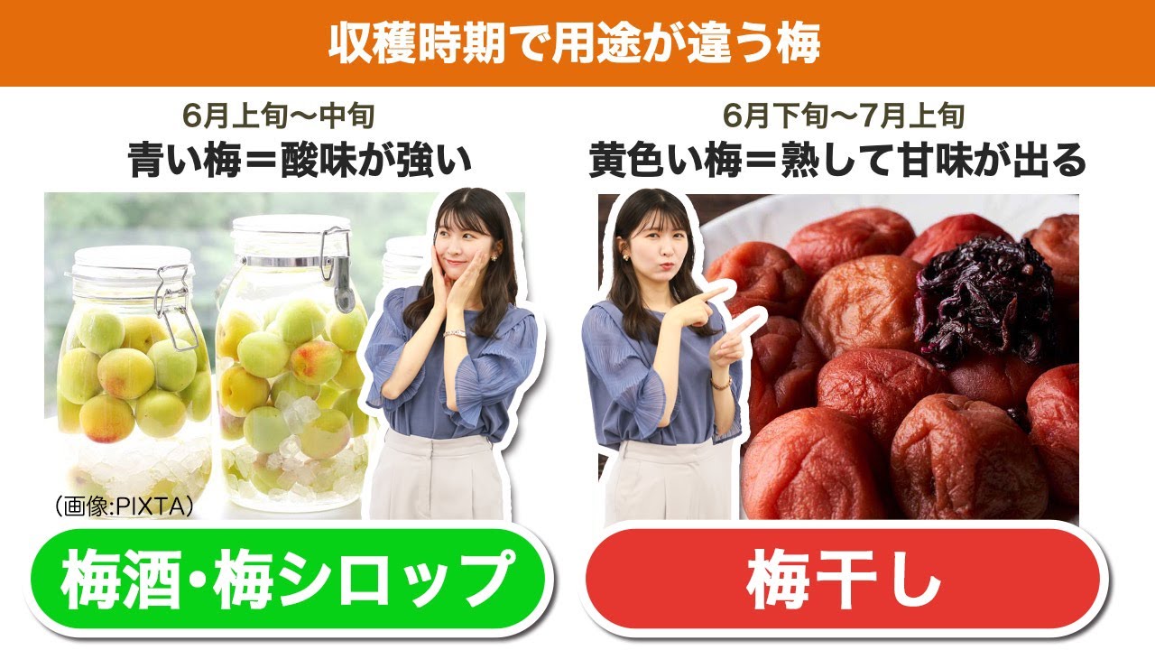 梅シロップや梅干しに使う青梅の選び方 七十二候｢梅子黄｣ - YouTube