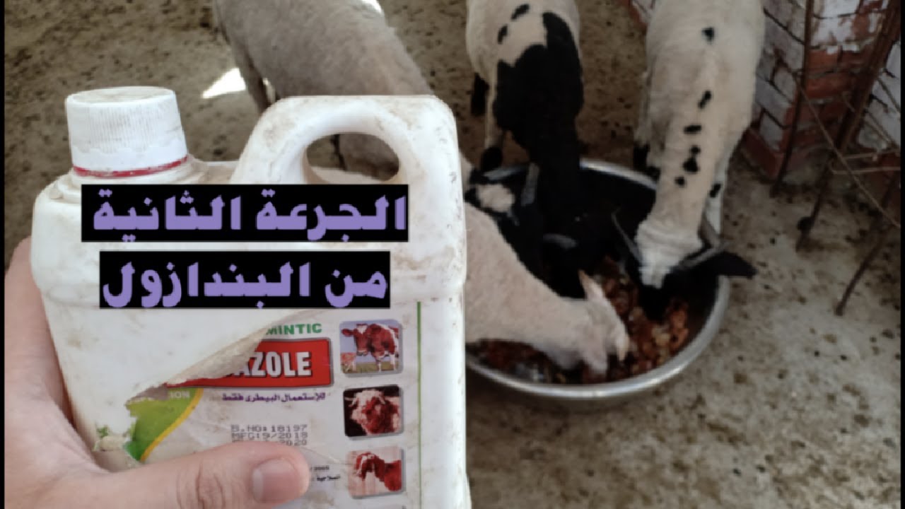 إعطاء الأغنام الجرعة الثانية من البندازول