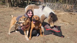 Mini Molly and the dogs getting some TLC