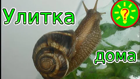 Улитка дома