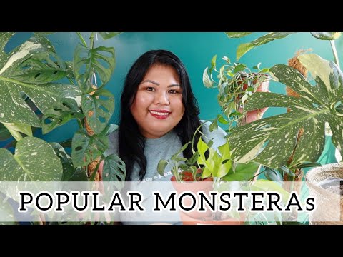 Video: Varieti Monstera Eksotik Untuk Tumbuh Di Rumah