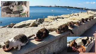 Winter is over, sunny days are back and people are on the streets, but stray cats are still hungry. by Adorable Paws 13,252 views 1 month ago 9 minutes, 57 seconds