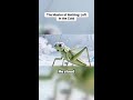 The Grasshopper and The Ant ll A lone traveler in a world of endless white. Can he find his way?