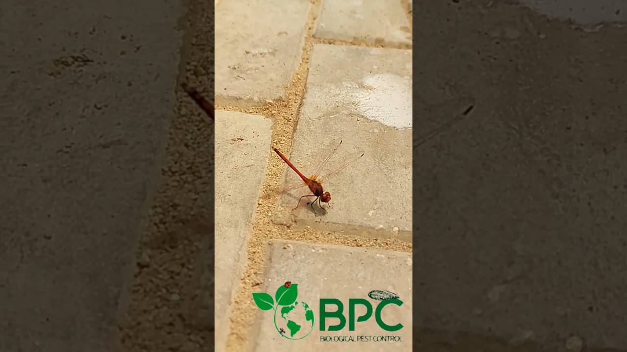 Anisoptera  Dragonfly