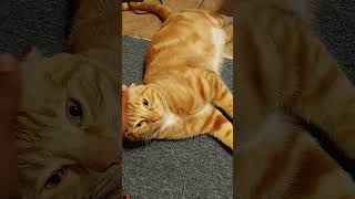 Hey Guys. This Is Boots My Brother Cat And He Is A Cutest Cat