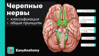 Черепные нервы: Анатомия &amp; Функции. Краткий обзор. Общие принципы