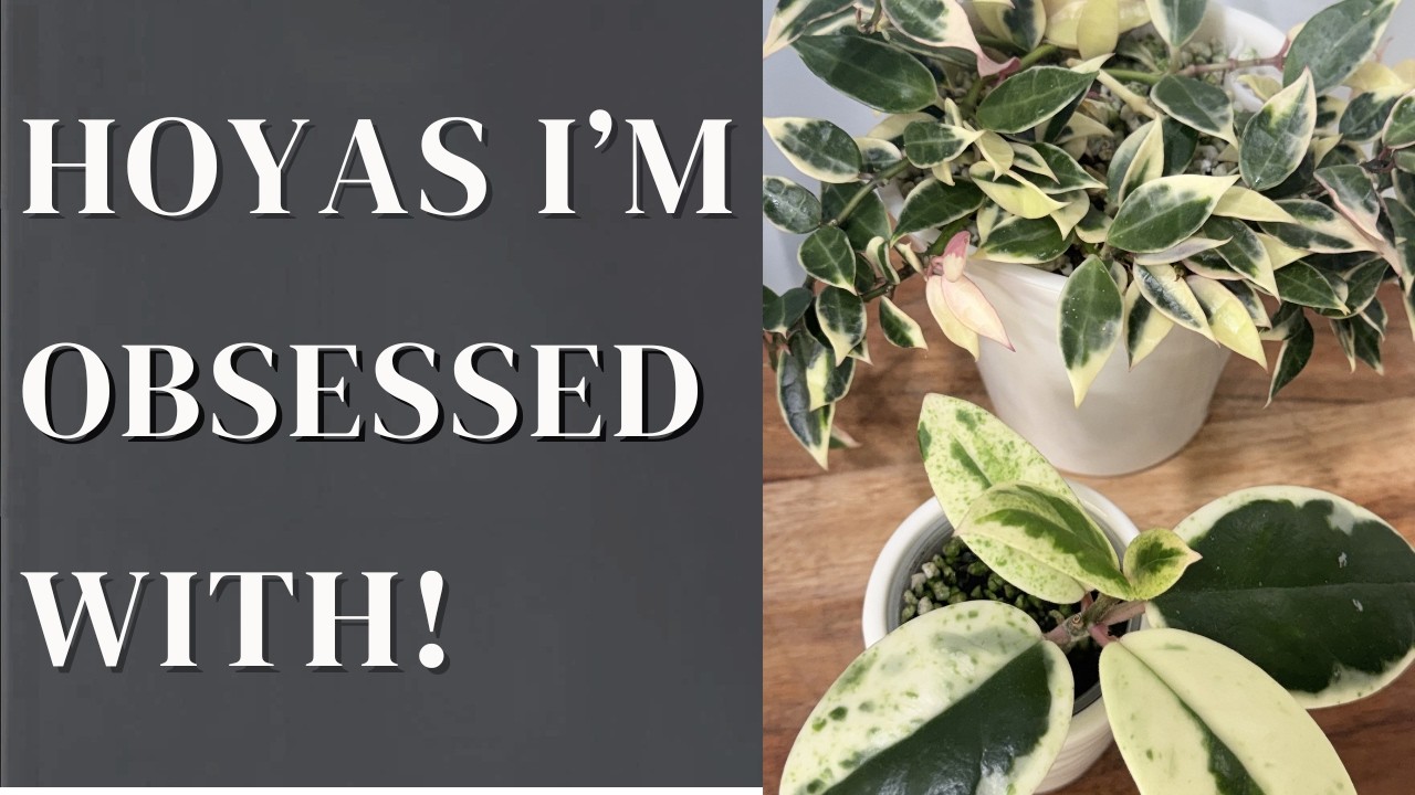 Hoyas I'm Obsessed With Right Now