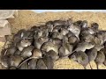 Mô hình nuôi chuột đồng tại nhà hiệu quả