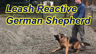 Leash Reactive German Shepherd-Tips by My Dog Training Spot 6,104 views 3 years ago 14 minutes, 4 seconds