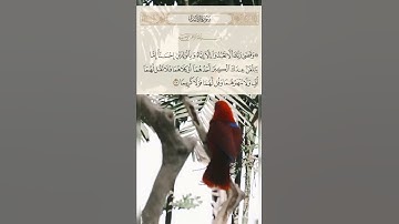 #سورة_الإسراء القرآن الكريم