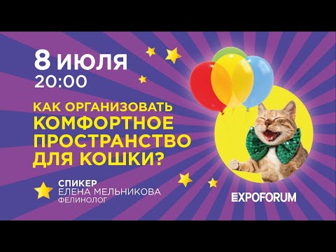 Видео: Как сделать дом пожилой кошке комфортным