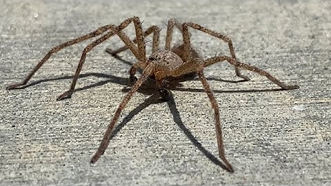 Is this a Brown Recluse or Hobo spider?? Let me know in the comments what type !