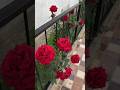 rozes of my garden 🌹