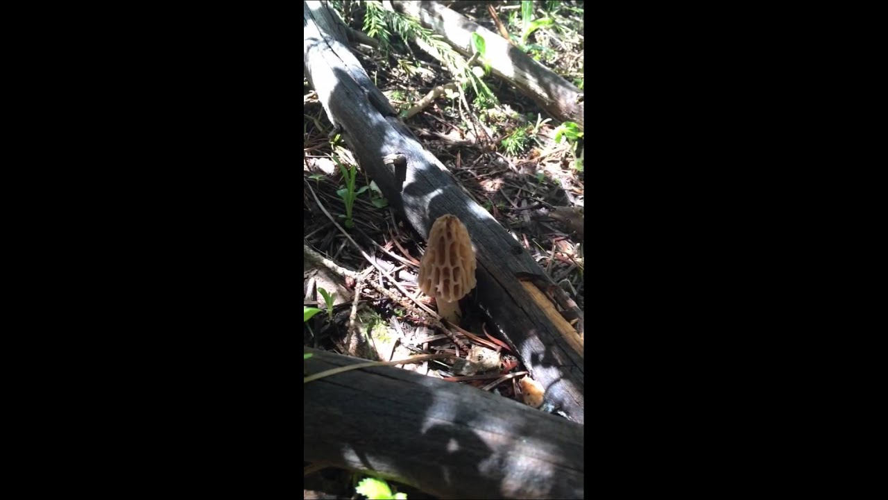 Morel Mushroom hunting in Idaho YouTube