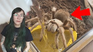 I was getting WORRIED about her!.. Watering my Tarantulas