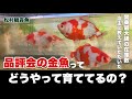 【3/3】巨大金魚に畏怖の念を抱く！優雅な和金の泳ぎに見惚れます 尾に癖の無い品評会向け金魚の育て方とは？飯田金魚は飯田養魚場じゃない？松村観賞魚さんで色々教えていただきました @peperia