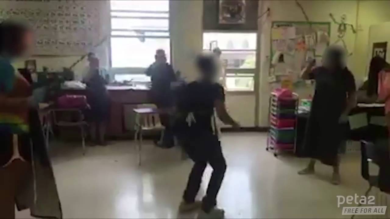Students Play 'Jump Rope' With Cat Intestines in Class YouTube