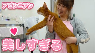 【ジンちゃん】もっとも猫らしい猫アビシニアンをシャンプーしたら美しすぎた【アビシニアン】