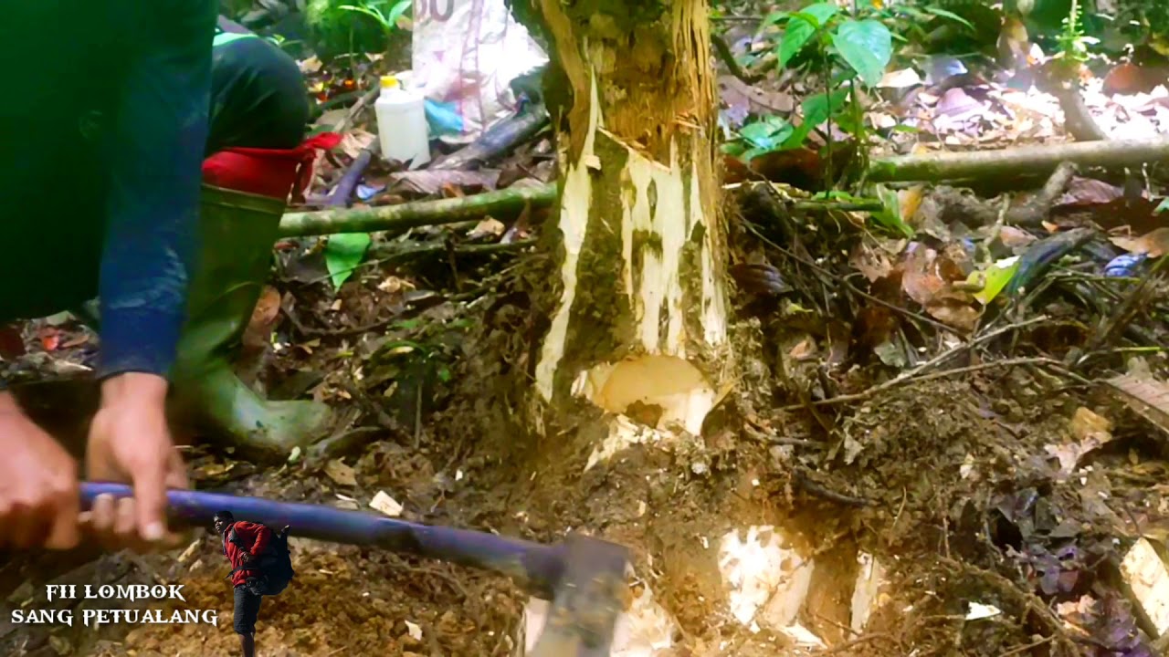 MENGGALI ISI GAHRU SATU POHON