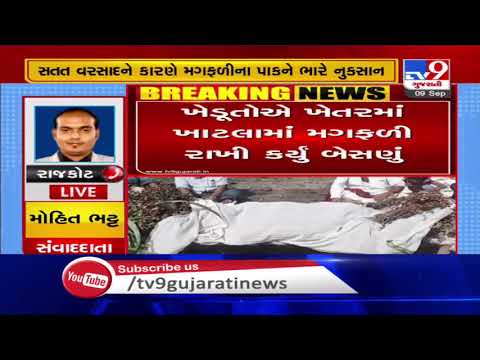 Rajkot: Farmers of Sardharpur village hold 'besna' of groundnuts damaged due to excessive downpour